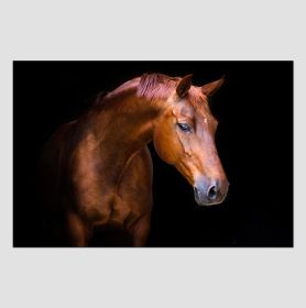 Oppidan Home "Pensive Mare" Acrylic Wall Art (32"H X 48"W)