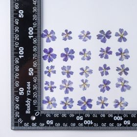 Dried Flower Plant Specimen Epoxy Phone Case (Option: One Blue Flower-12PC)