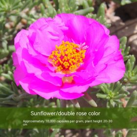 Double-petal SUNFLOWER Colorful Grow Up Easily Indoor And Outdoor Potted Seeds (Option: Rose Red-20000 Grain)